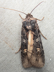 Actebia fennica