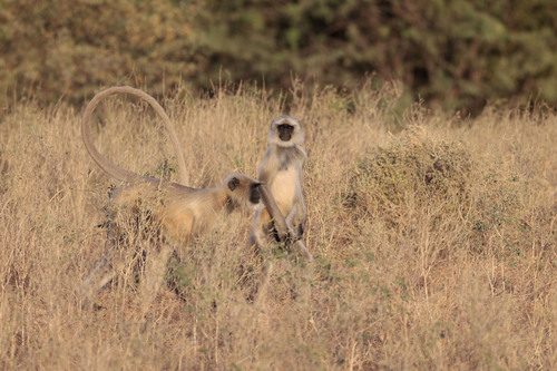 Bengal Sacred Langur