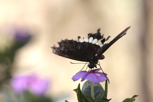 Common Mormon Swallowtail