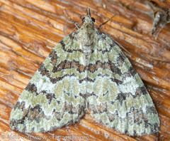 Hydriomena speciosata