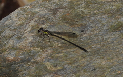 Lestoidea