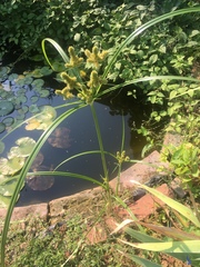 Cyperus glomeratus
