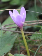Colchicum autumnale