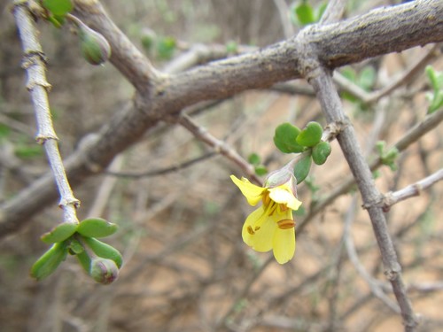 Image of Grey Twinleaf (Roepera lichtensteiniana) by (c) douglaseustonbrown, some rights reserved (CC BY-SA)