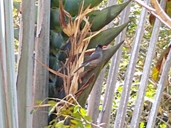 Hypsipetes madagascariensis