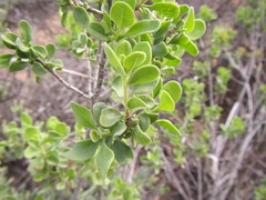 Pteronia divaricata