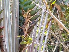 Hypsipetes madagascariensis