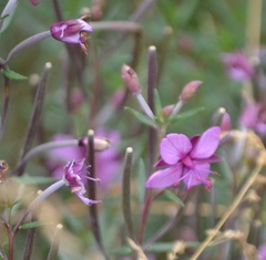 Chamaenerion fleischeri