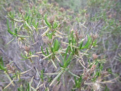 Pteronia paniculata