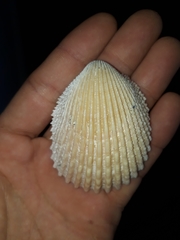 Vasticardium vertebratum