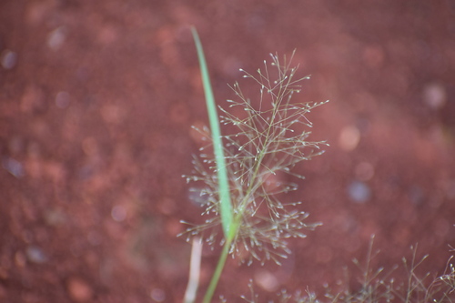 Sporobolus tenuissimus observed 2025-04-25