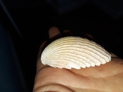 Vasticardium vertebratum