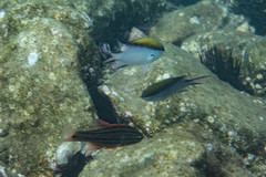Chromis nitida