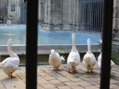 Anser anser domesticus