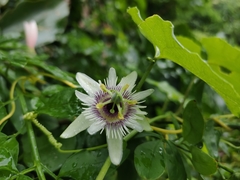 Passiflora morifolia