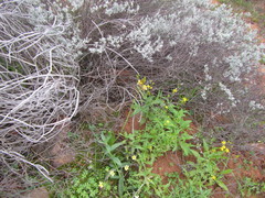 Senecio abruptus