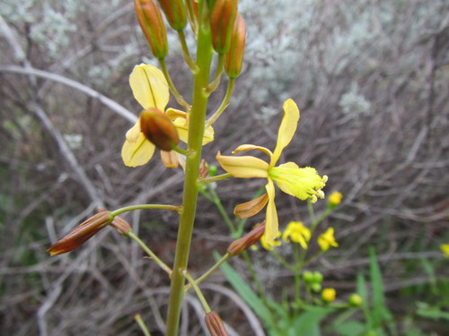 Bulbine navicularifolia