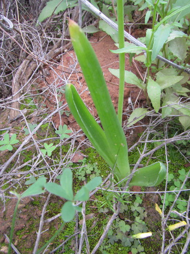 Bulbine navicularifolia