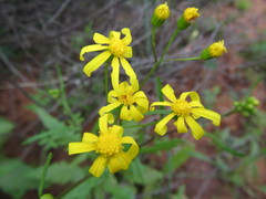 Senecio abruptus