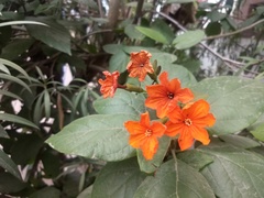 Cordia sebestena