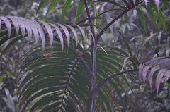 Basileuterus tristriatus