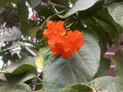 Cordia sebestena