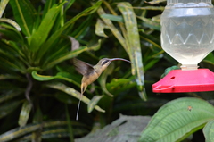Phaethornis syrmatophorus