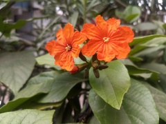 Cordia sebestena