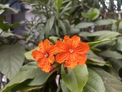 Cordia sebestena