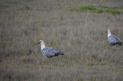 Theristicus branickii