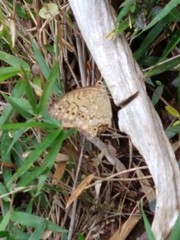 Neope goschkevitschii