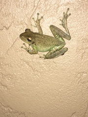 Osteopilus septentrionalis