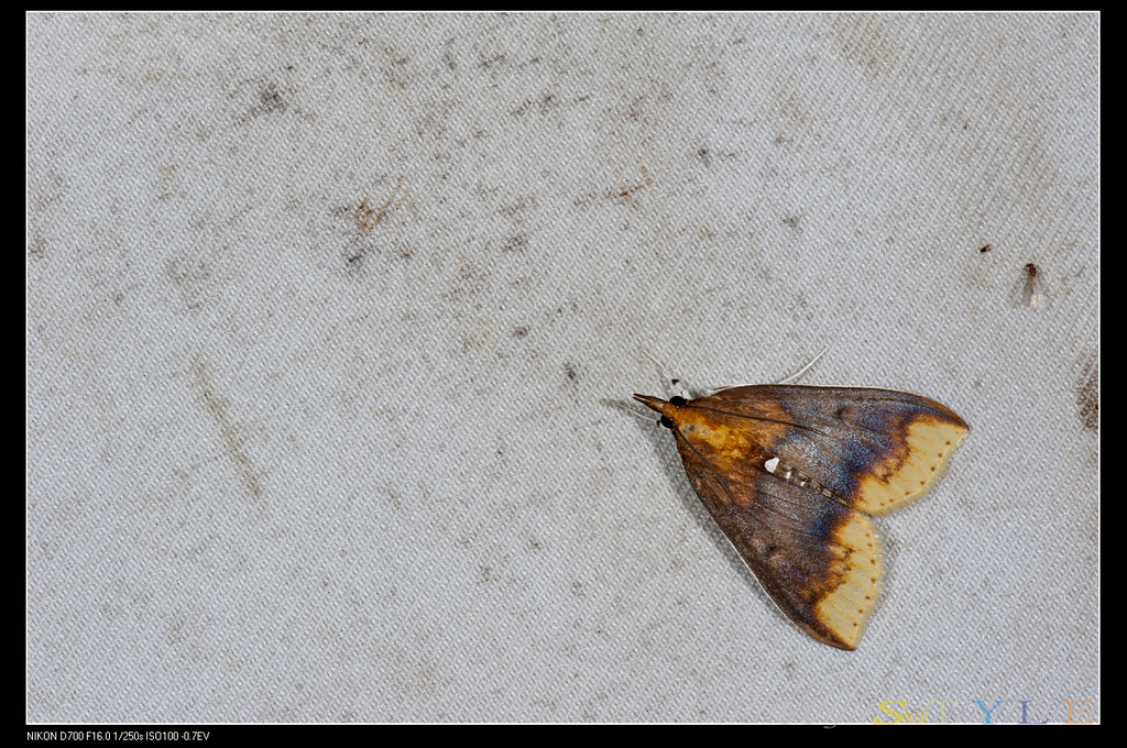 Lipararchis