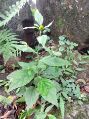 Carpesium divaricatum