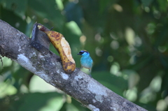 Chalcothraupis ruficervix