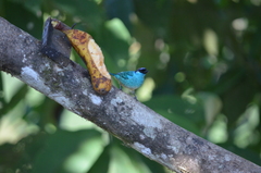 Chalcothraupis ruficervix