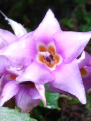 Conandron ramondioides