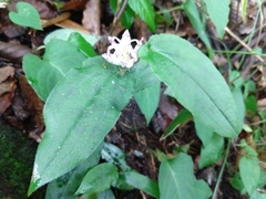 Tricyrtis