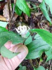 Tricyrtis