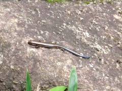 Plestiodon finitimus