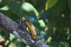 Chalcothraupis ruficervix