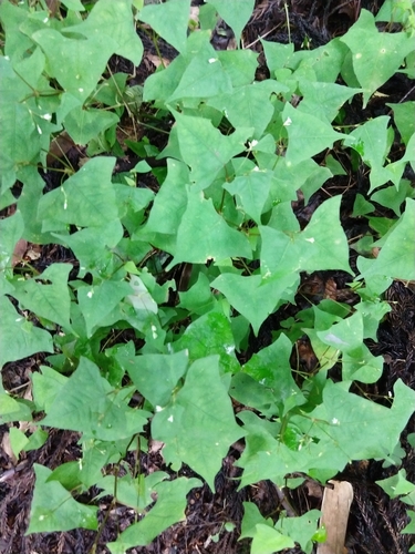 Image of Persicaria debilis by no rights reserved