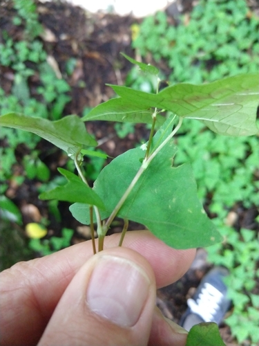 Image of Persicaria debilis by no rights reserved