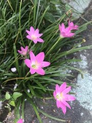 Zephyranthes carinata