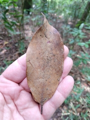 Quercus acuta