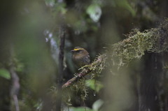 Silvicultrix diadema