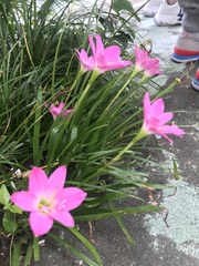 Zephyranthes carinata