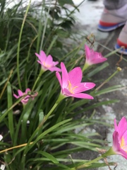 Zephyranthes carinata