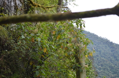 Atlapetes leucopterus