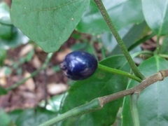 Alangium platanifolium
